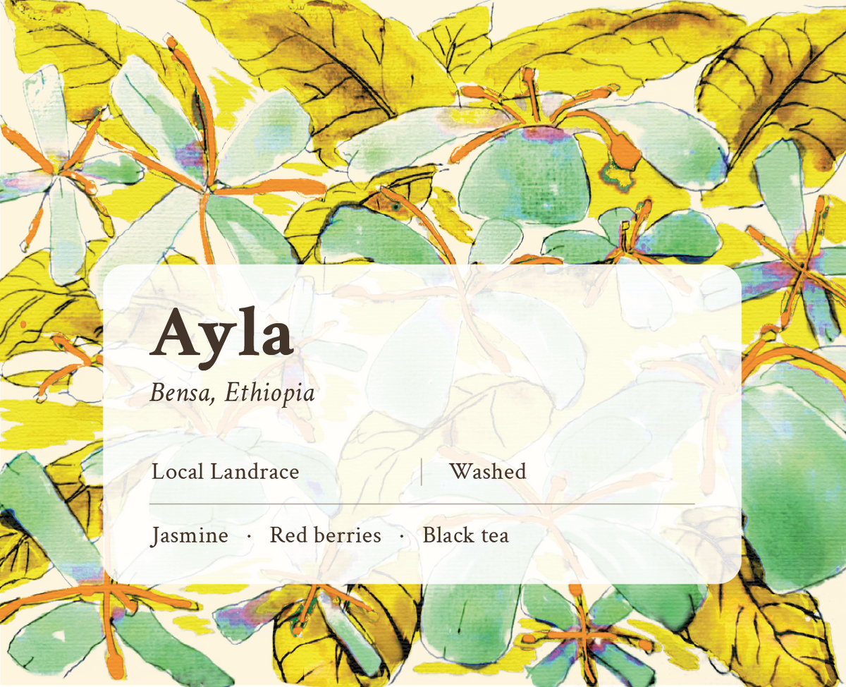 Ayla Ethiopian Single Origin Coffee