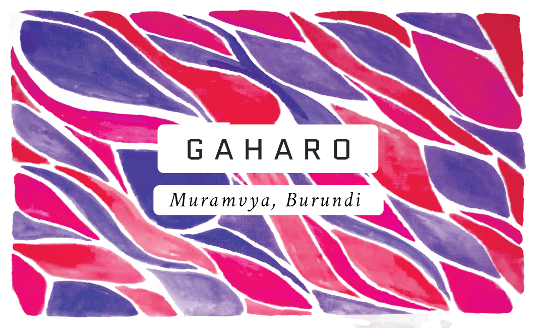 Gaharo Burundian Single Origin Coffee