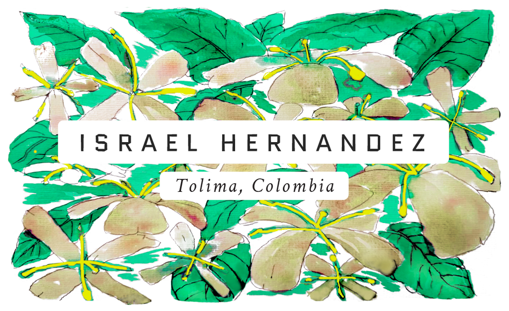 Israel Hernandez, Colombia (Gesha)