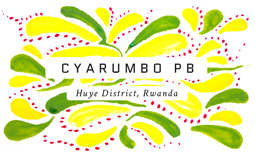 Cyarumbo Peaberry, Rwanda