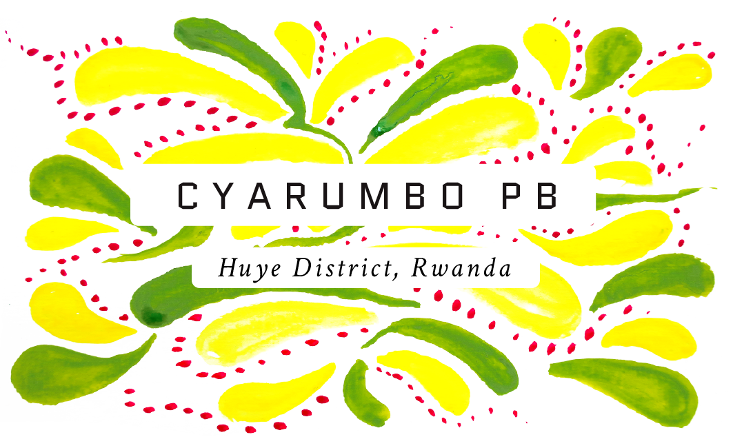 Cyarumbo PD Rwandan Single Origin Coffee
