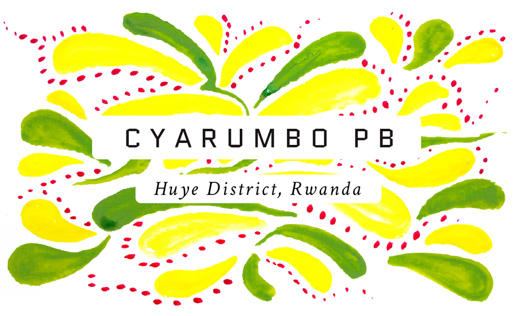 Cyarumbo Peaberry, Rwanda