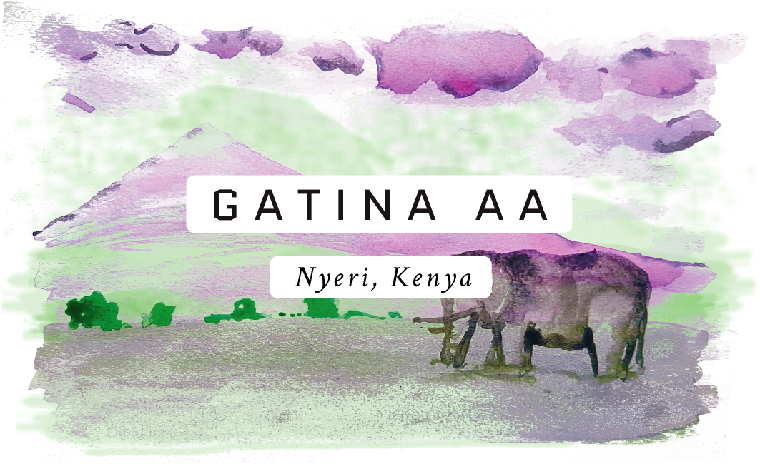 Gatina AA Kenyan Single Origin Coffee
