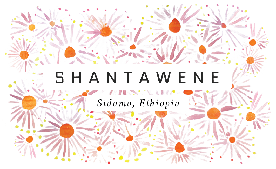 Shantawene Ethiopian Single Origin Coffee