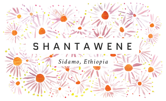 Shantawene Ethiopian Single Origin Coffee