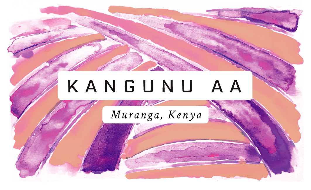 Kangunu AA Kenyan Single Origin Coffee